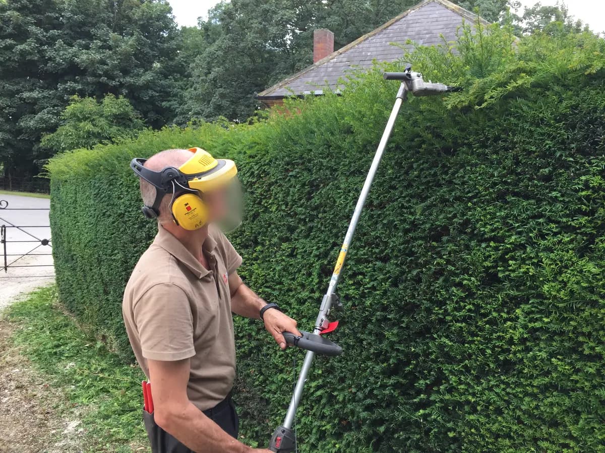 Operator in a face visor working a pole trimmer along a tall yew hedge